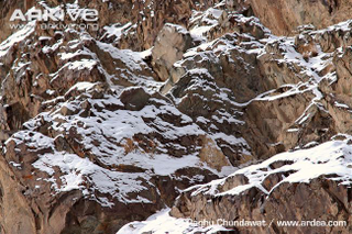 Illustration for article titled There's a Snow Leopard in this Pic, I Promise